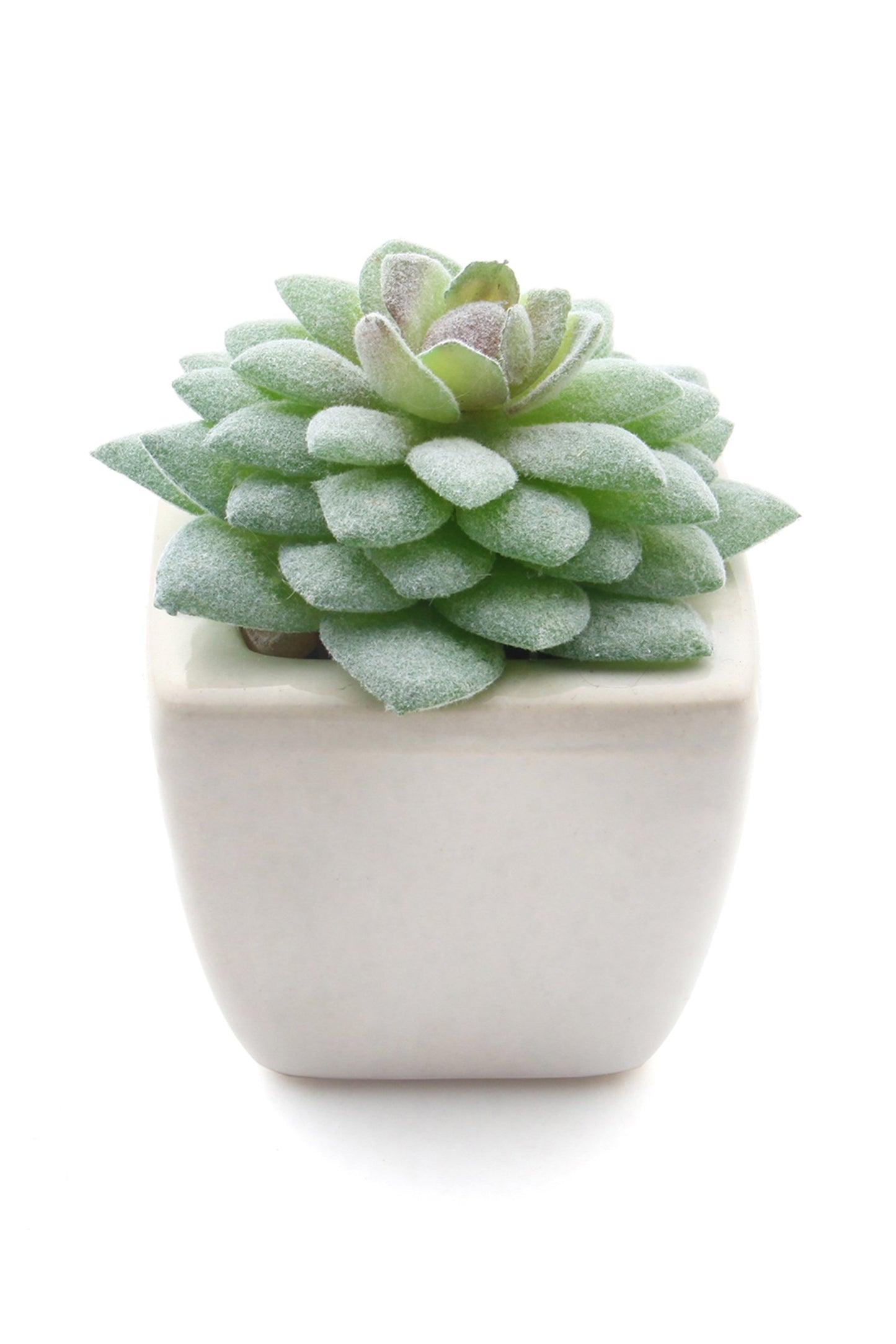 Lifelike Succulent Plant Decor-6 Assortment Pack CGF0197 (Set of 1 pcs)